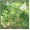 crepemyrtle.jpg