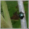 gardenbug.jpg