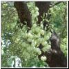 nativeplant.jpg