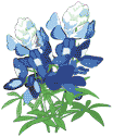 Texas Bluebonnets