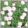 buttercups.jpg