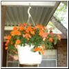 hangingplant.jpg