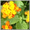 lantana.jpg