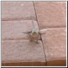 lizard2.jpg