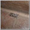 moth2.jpg