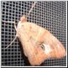 moth.jpg