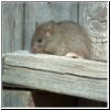 rodent.jpg