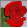 rosered2.jpg