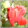 rosered3.jpg