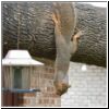 squirrel2.jpg