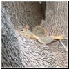 squirrel.jpg