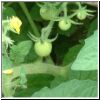 tomatos2.jpg