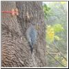 woodpecker.jpg
